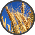 WHEAT