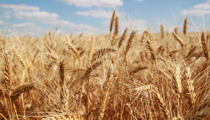 TBIT_GROUNDEYE_Tetrazolio_Cevada1