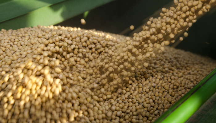 soja_sementes1