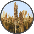 SORGHUM